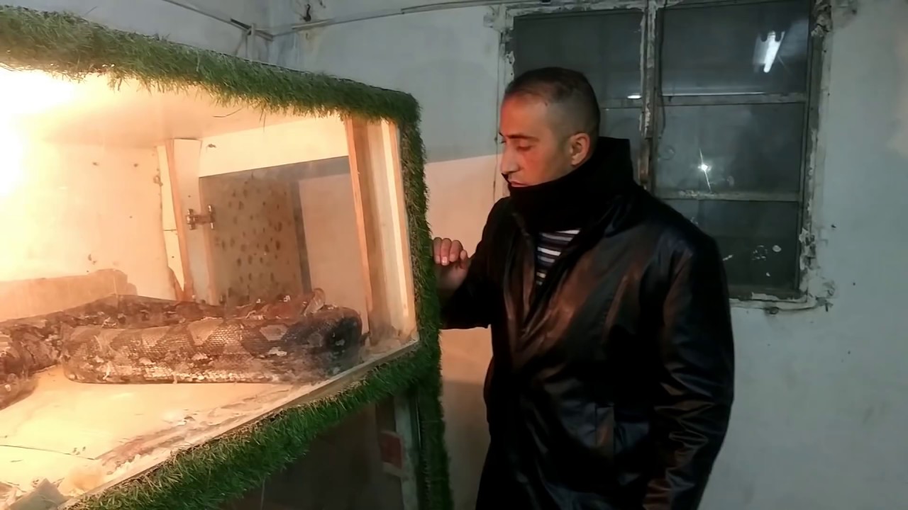 تحدي تقبيل الثعبان لوكو المجنون  مع جمال العمواسي