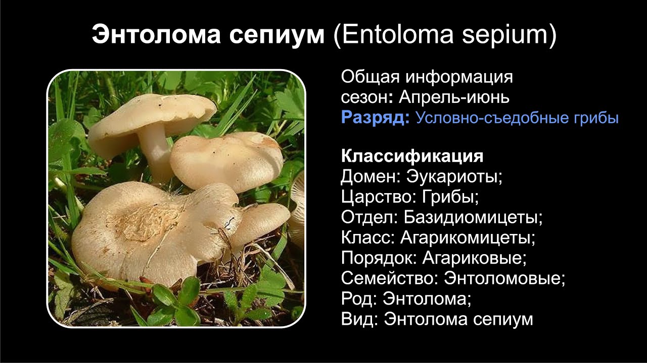 Энтолома сепиум (Entoloma sepium)