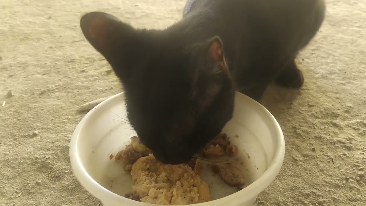 Black homeless cute cat having lunch