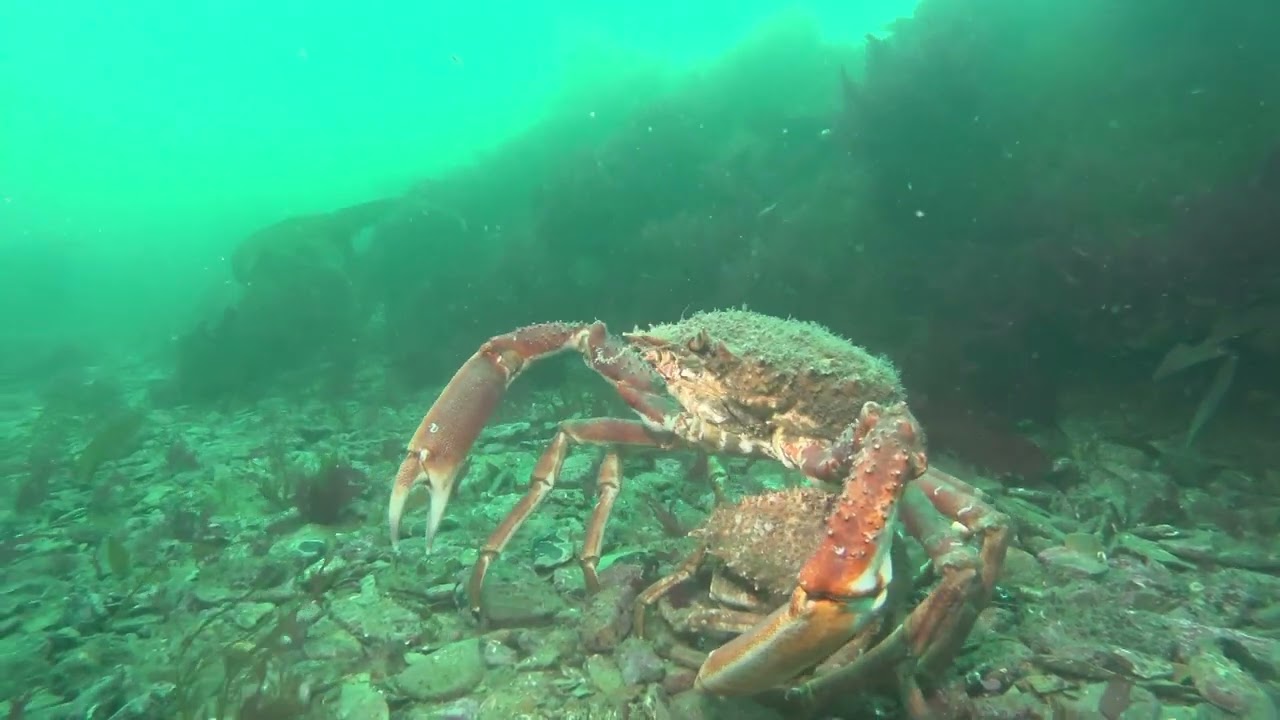 Dive trip to Lundy Island in June 2022