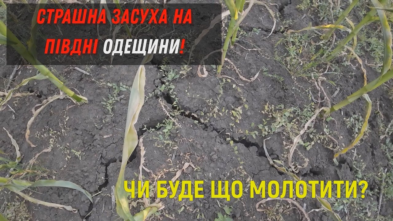 Страшна засуха на Одещині! Чи буде що молотити??  Демо поля Соняшника та Кукурузи!