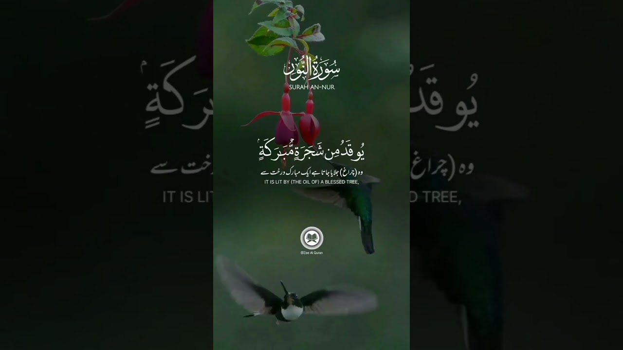 SURAH AN-NUR  #quran #quranandsunna #religion #quranquotes #quranayat