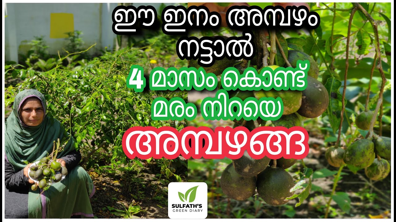 മധുര അമ്പഴം | അമ്പഴങ്ങ കൃഷി | Ambazhanga Krishi | Sweet Hog Plum | Sweet Ambarella | Sweet Ambazham