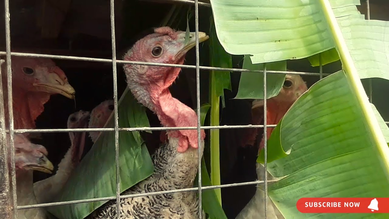 Know 7 plants for deworming turkeys