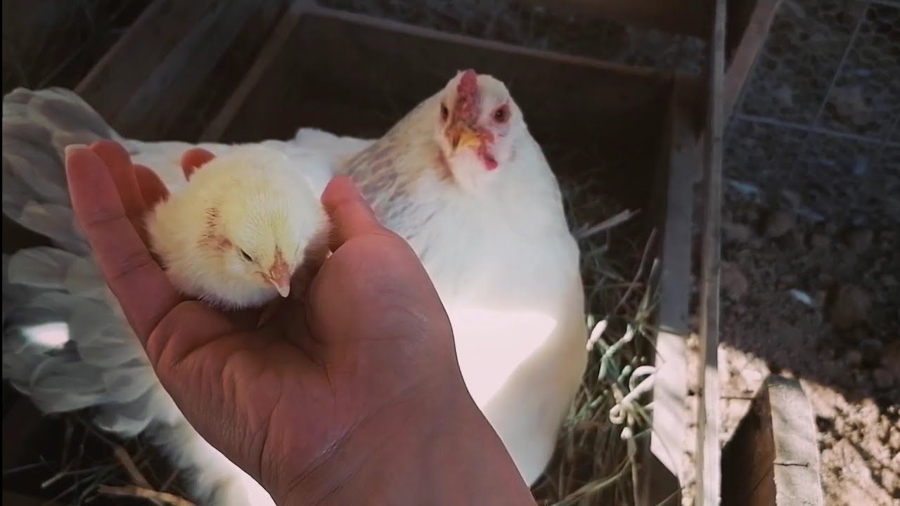 NACIMIENTO de los POLLITOS de mi GALLINA BELLA | Mariana Mai