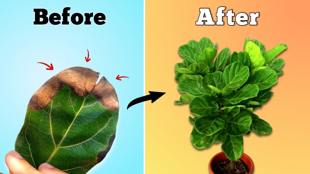 Fiddle Leaf Fig Plant Care Tips - STOP Leaf Drop
