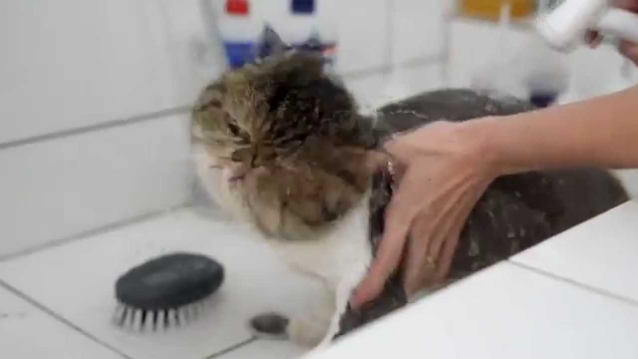 Banho e Tosa em Gatos