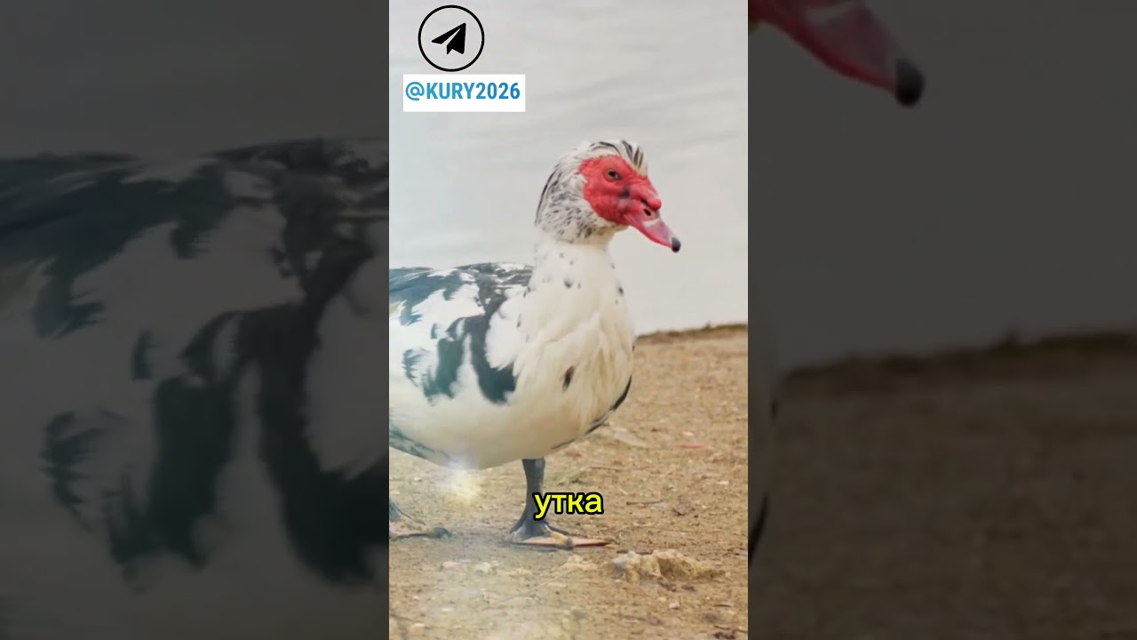 Индоутки vs обычные утки 🦆 Что ВЫГОДНЕЕ на самом деле? Честное сравнение без мифов 💰