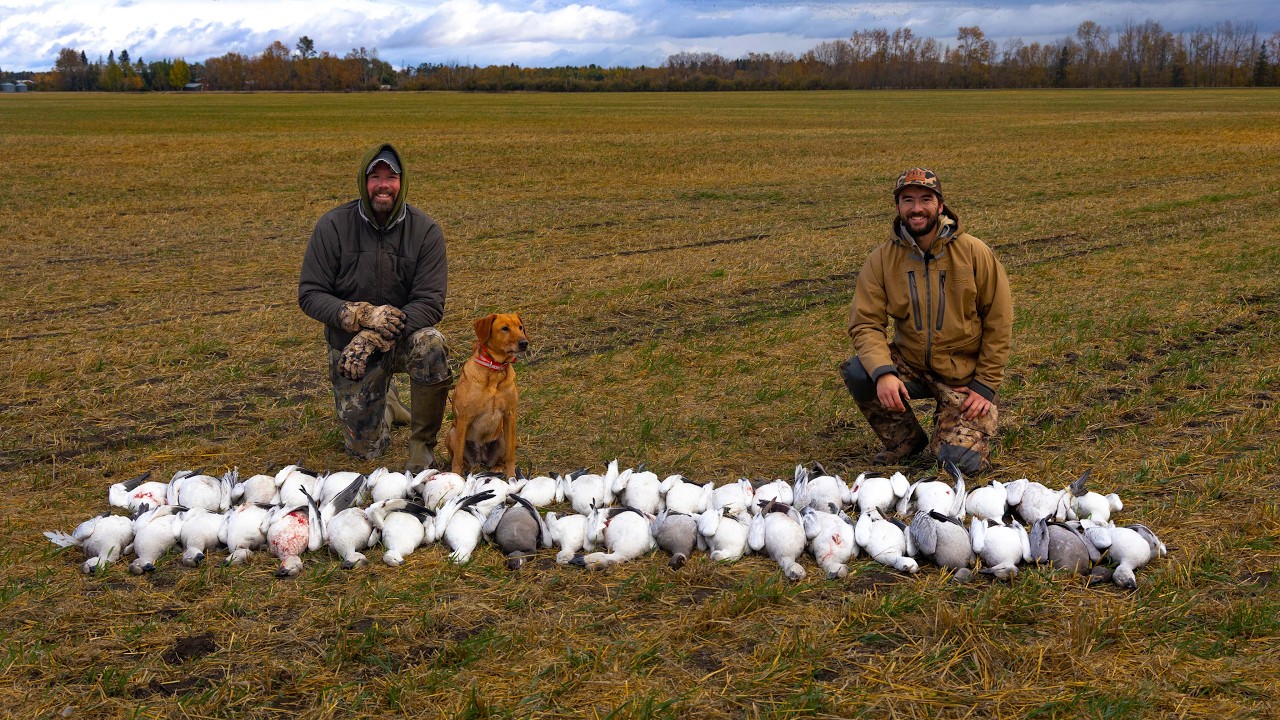Epic Snow Goose Hunt 2 GUYS 40 GEESE | Saskatchewan Snows Pt 3
