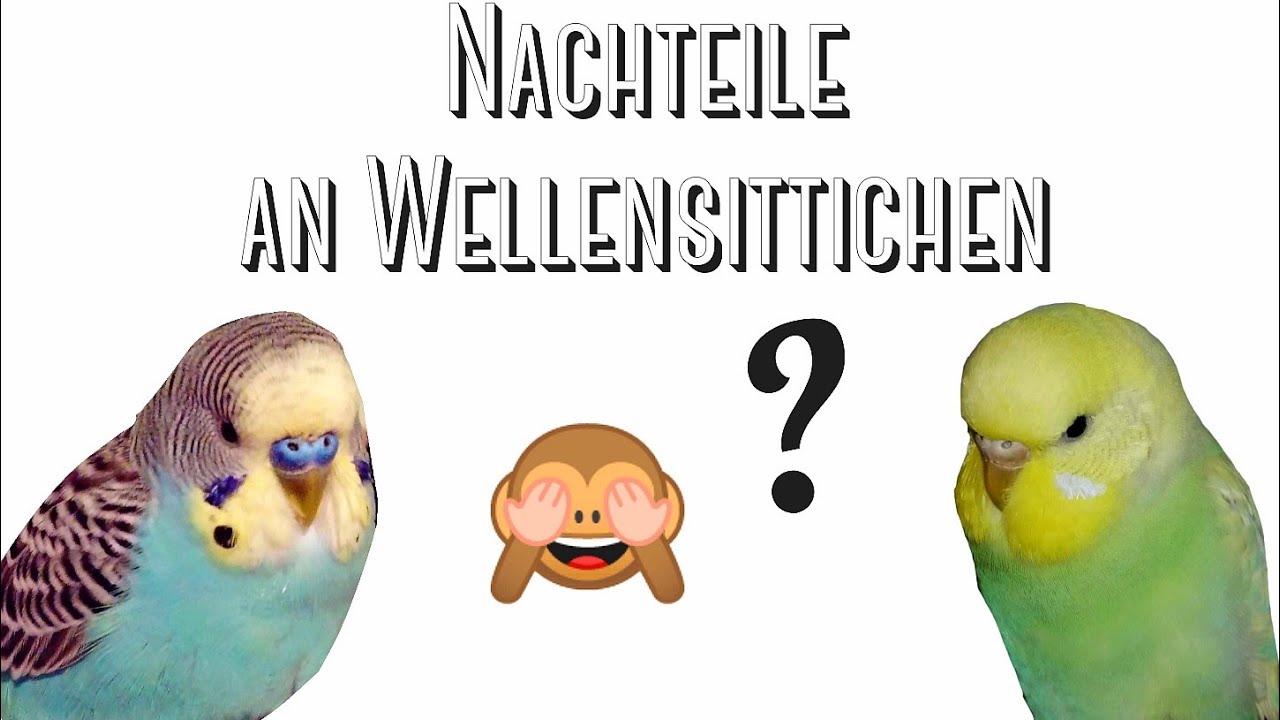 Nachteile von Wellensittichen...?