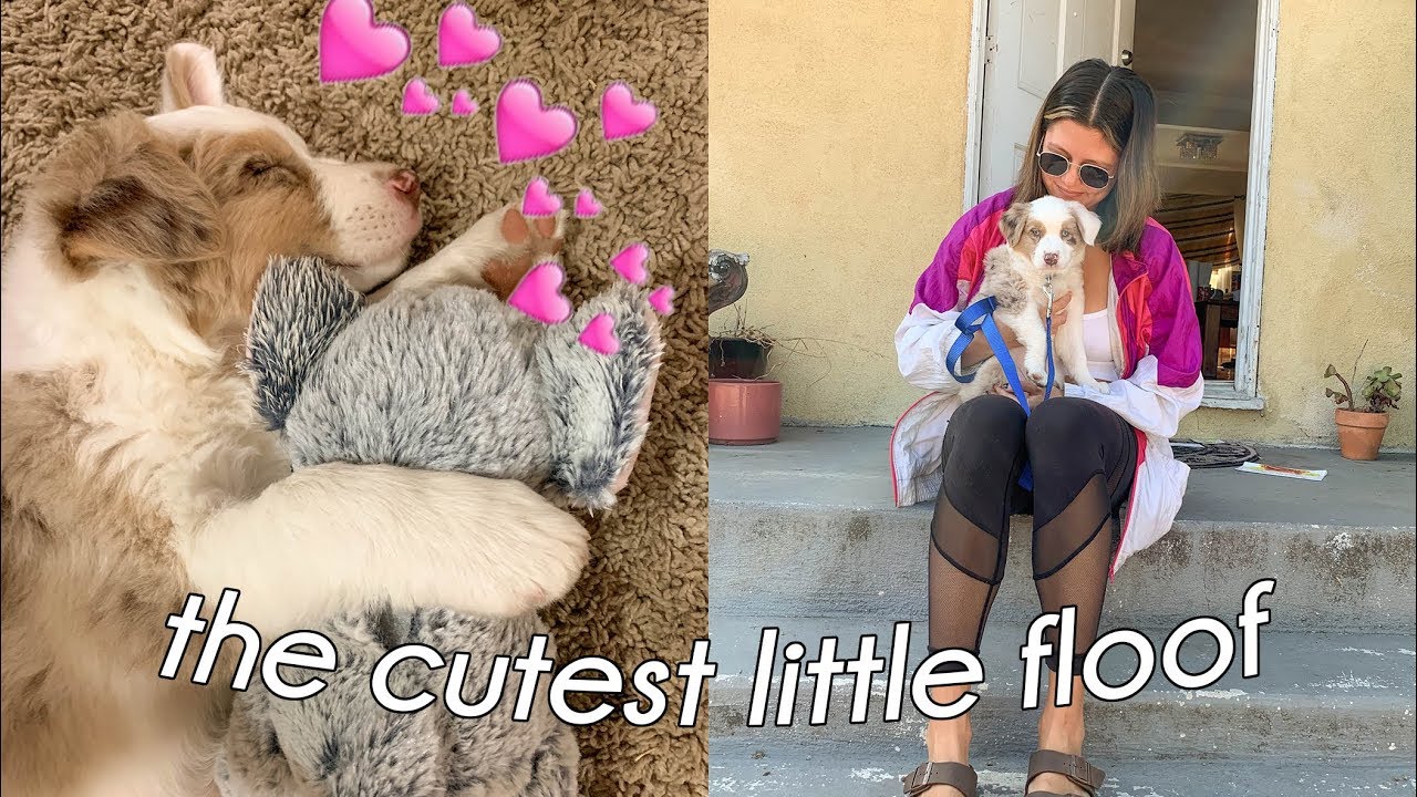 GETTING A AUSSIE PUPPY // VLOG