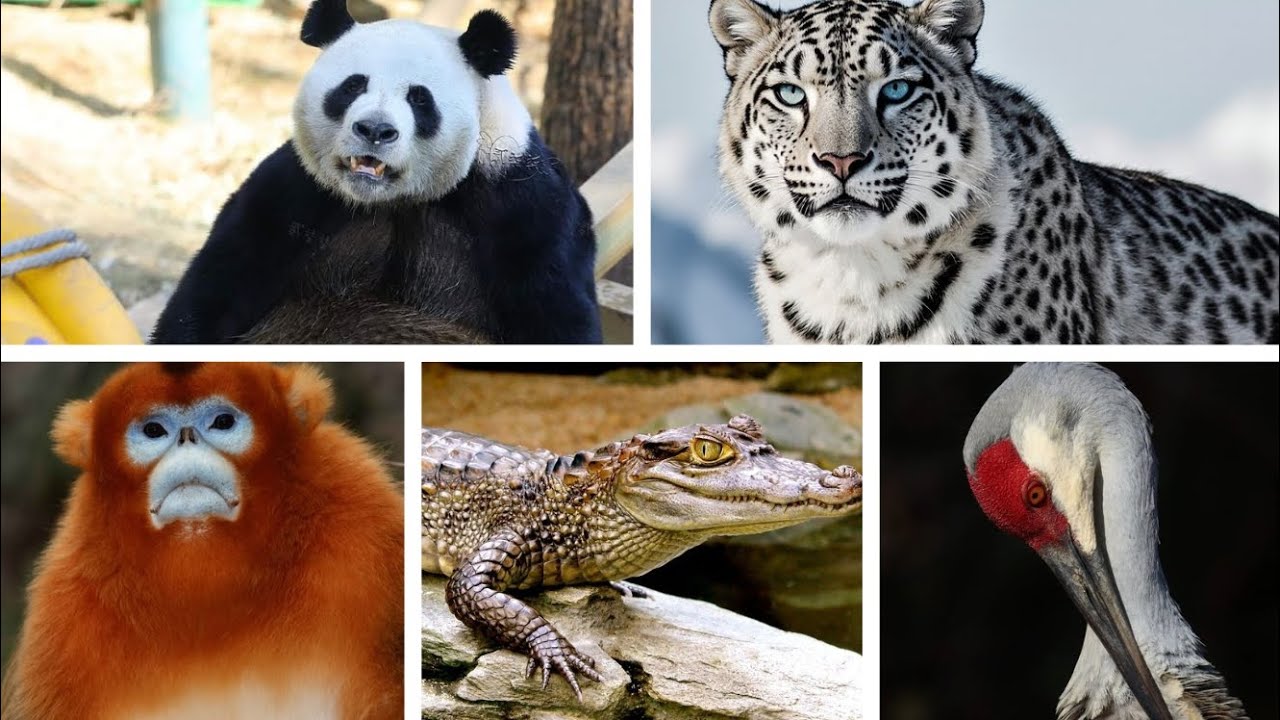 10 Animales Sorprendentes de China que No Sabías que Existían 🇨🇳🐼