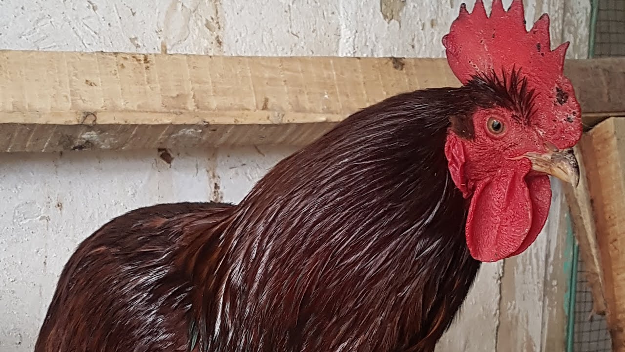 Rhode island red (rır) tavuklarımızın kışın yumurtlama performansı