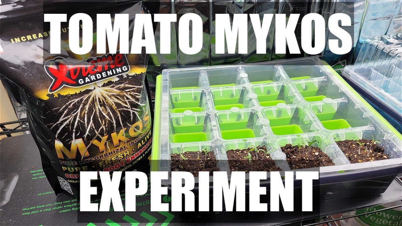 Tomato Mykos Experiment (Mycorrhizal Fungi) Pt.1 [Adv.17]
