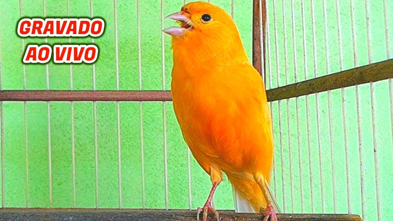 Canário Belga Cantador - Gravado ao Vivo HD ✔