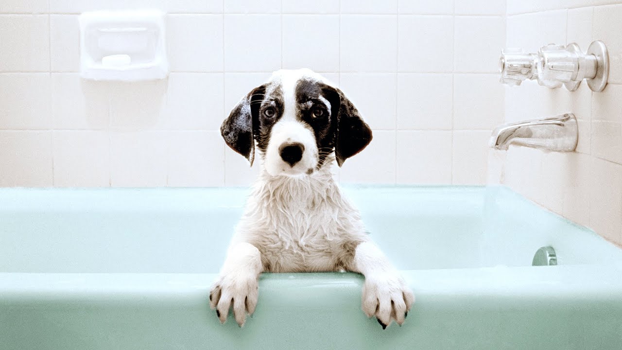 How to Save Money with These DIY Dog Grooming Tips