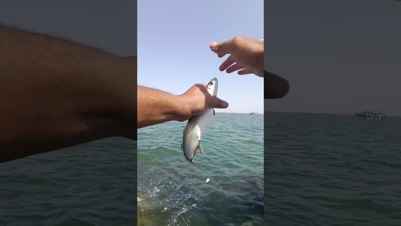 الطعم المفضل لسمكه البورى والطوبار #fishing #مطر #nature #cat #ريال_مدريد #بحر #برشلونة #صيد_السمك 