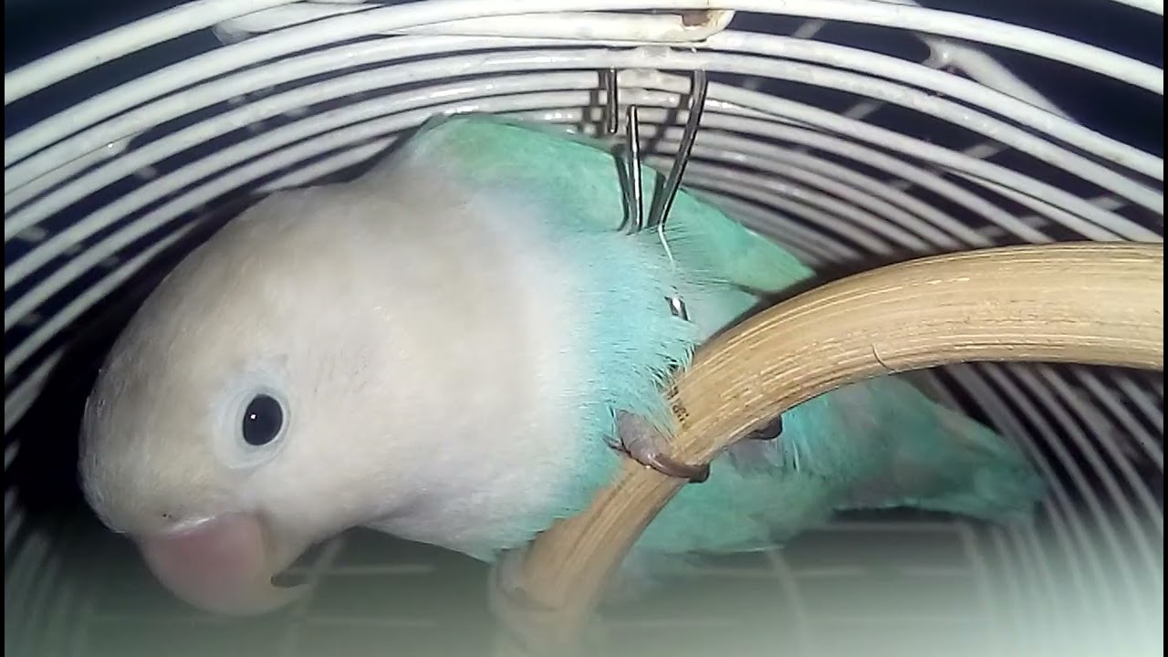 Coco & Gucci - Unzertrennliche - Lovebird