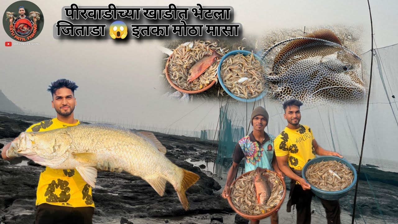 पिरवाडीच्या खाडीत भेटला जिताडा😱इतका मोठा मासा🐟🐟#fishing#aagrikoli#bigfish#baramundi#pirvadi#khadi