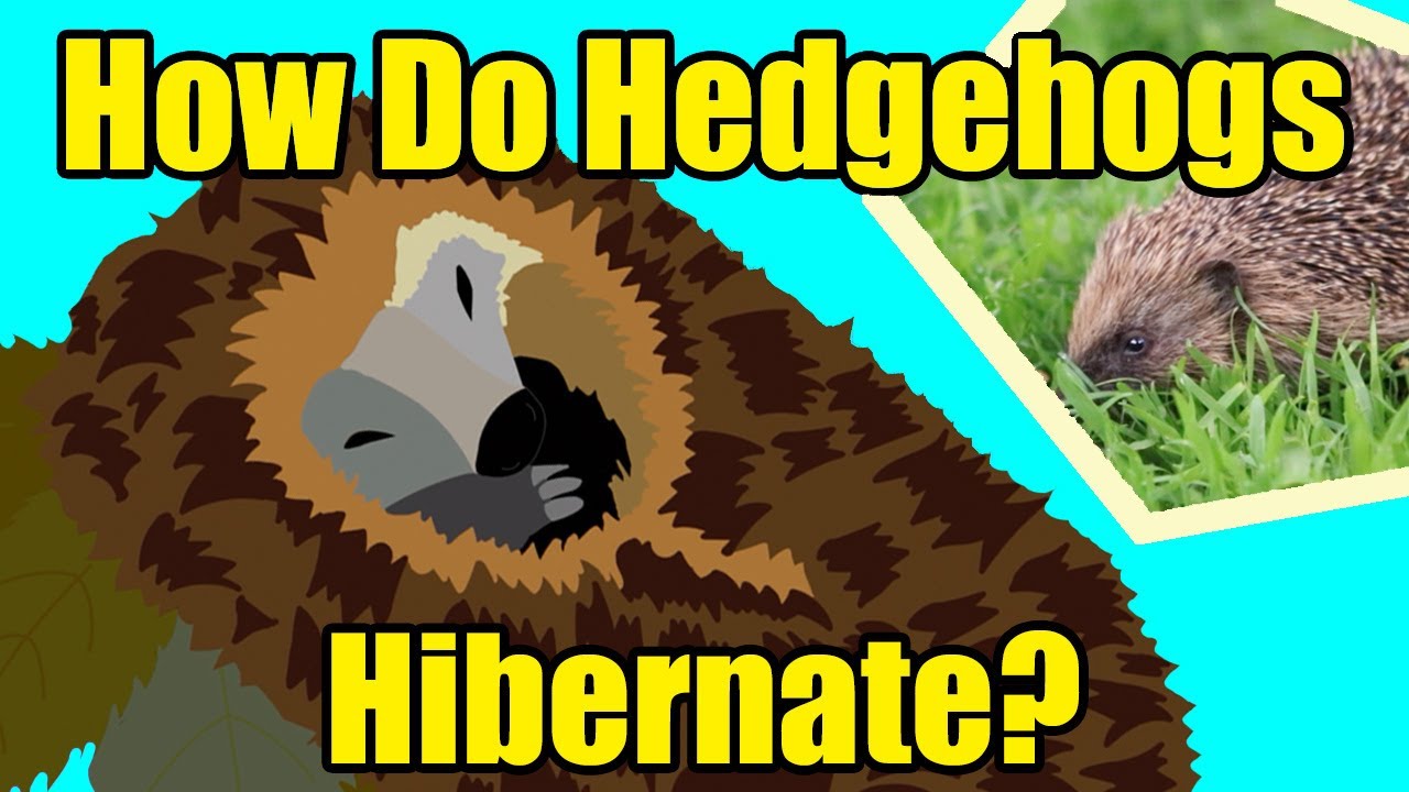 HOW DO HEDGEHOGS HIBERNATE?