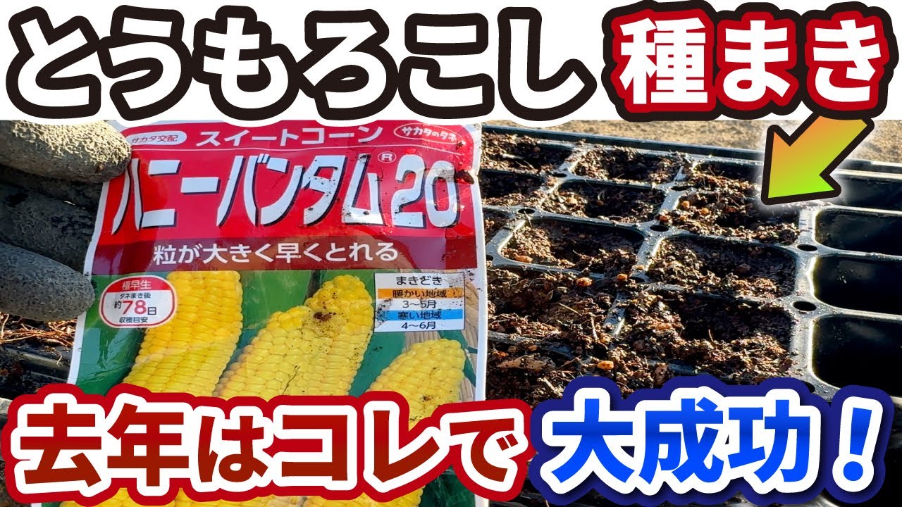 【とうもろこし】去年は大成功！アワノメイガ対策は、種まき時期が超重要【失敗しない種まき】