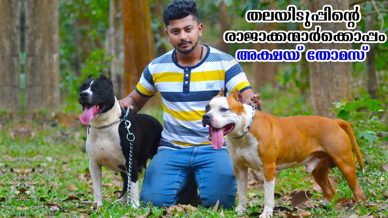 തലയിടുപ്പിന്റെ രാജാക്കന്മാർക്കൊപ്പം അക്ഷയ് തോമസ് |Terrier|Dogs malayalam|Oru adaar pets story