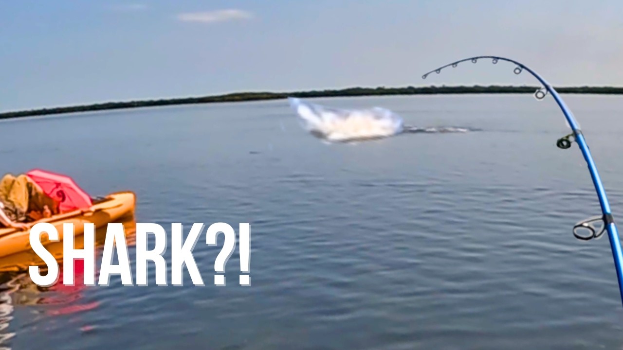 I Thought This Was a Shark… Then It Surfaced