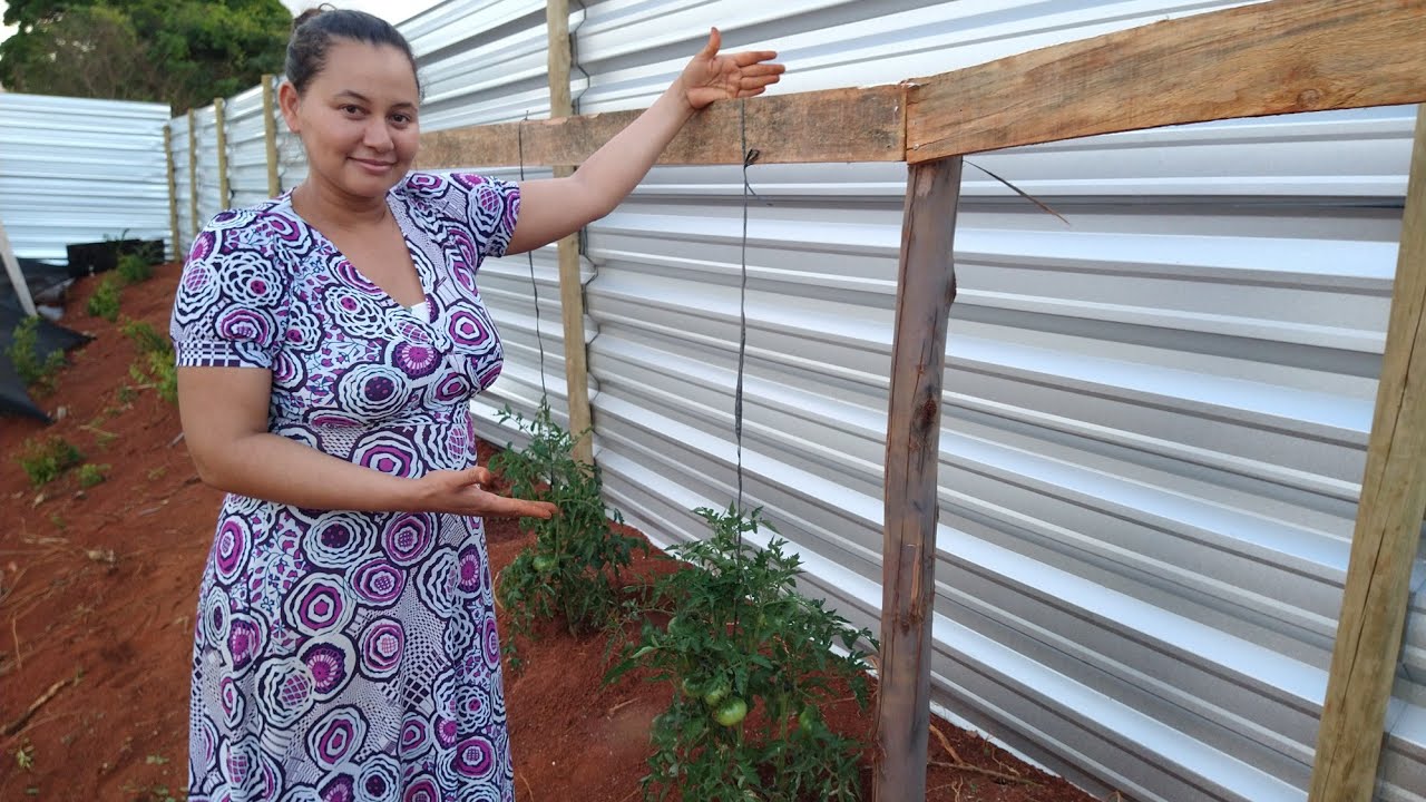 TOMATES GAÚCHOS ORGÂNICOS - Fazendo tutoramento, Veja!