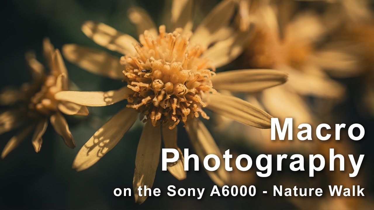 Sony A6000 Macro Photography - POV Walk In The Woods