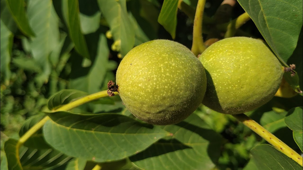 Feral Hybrid Walnut? (Juglans regia x mandschurica?)