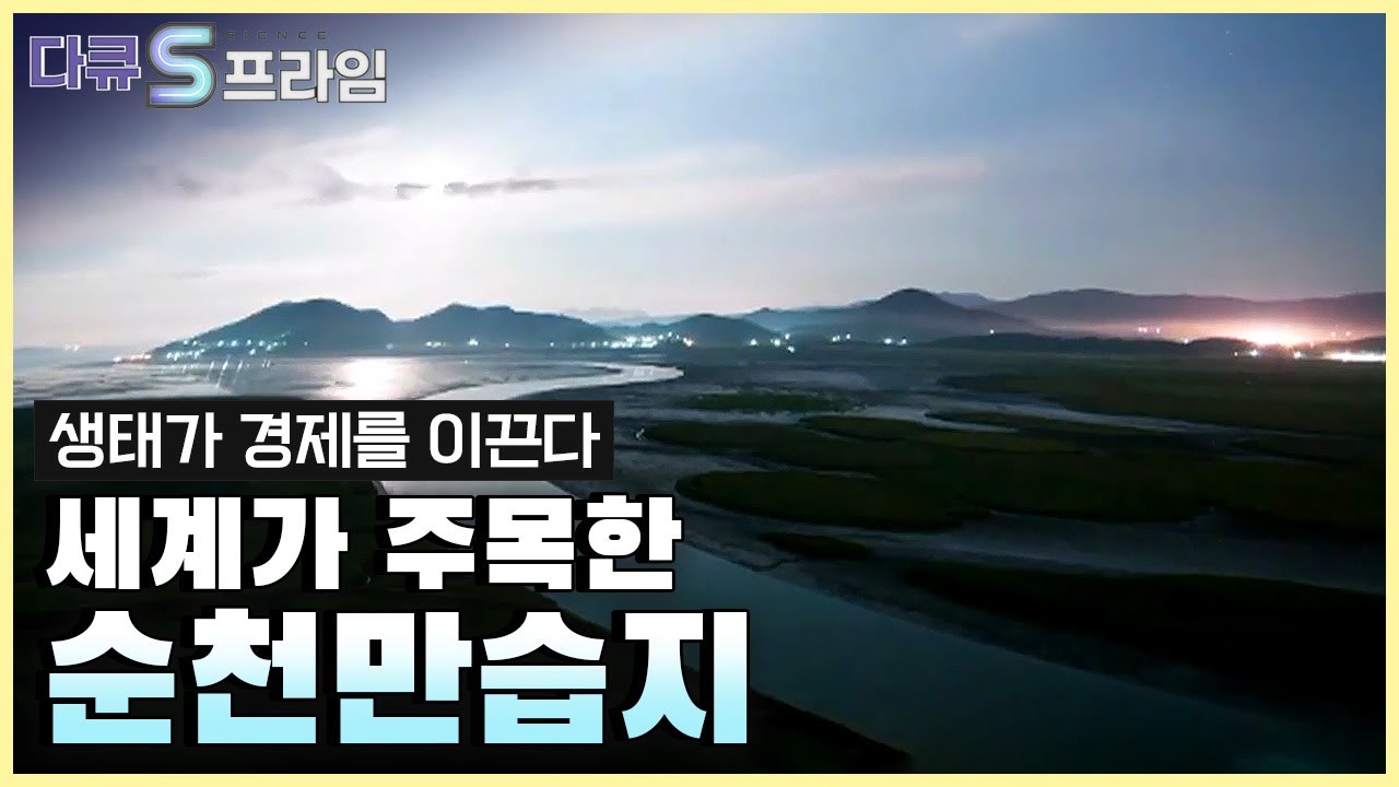 자연이 만든 경이로운 공간, 순천만습지 .. 세계가 순천을 주목하는 이유 | 다큐it다큐