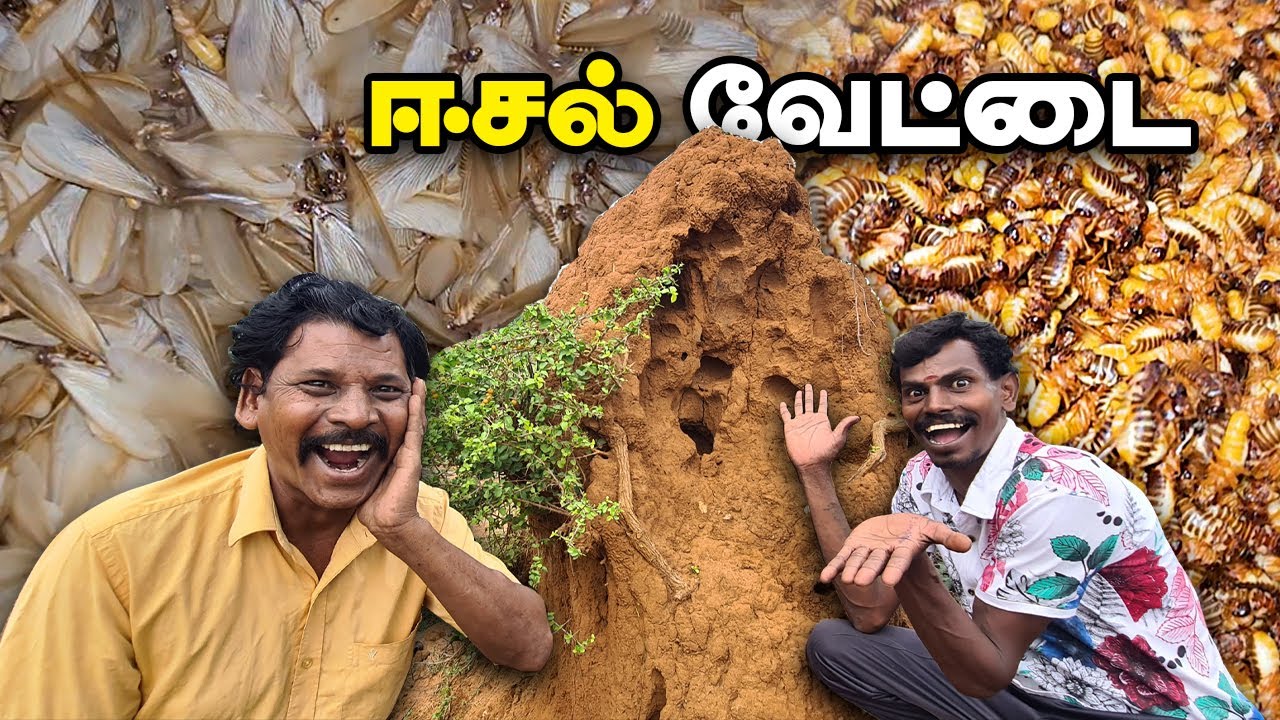 அடர்ந்த காட்டுக்குள் - இரவில் ஈசல் வேட்டை 😯 |  Winged Termites Hunting &  Cooking