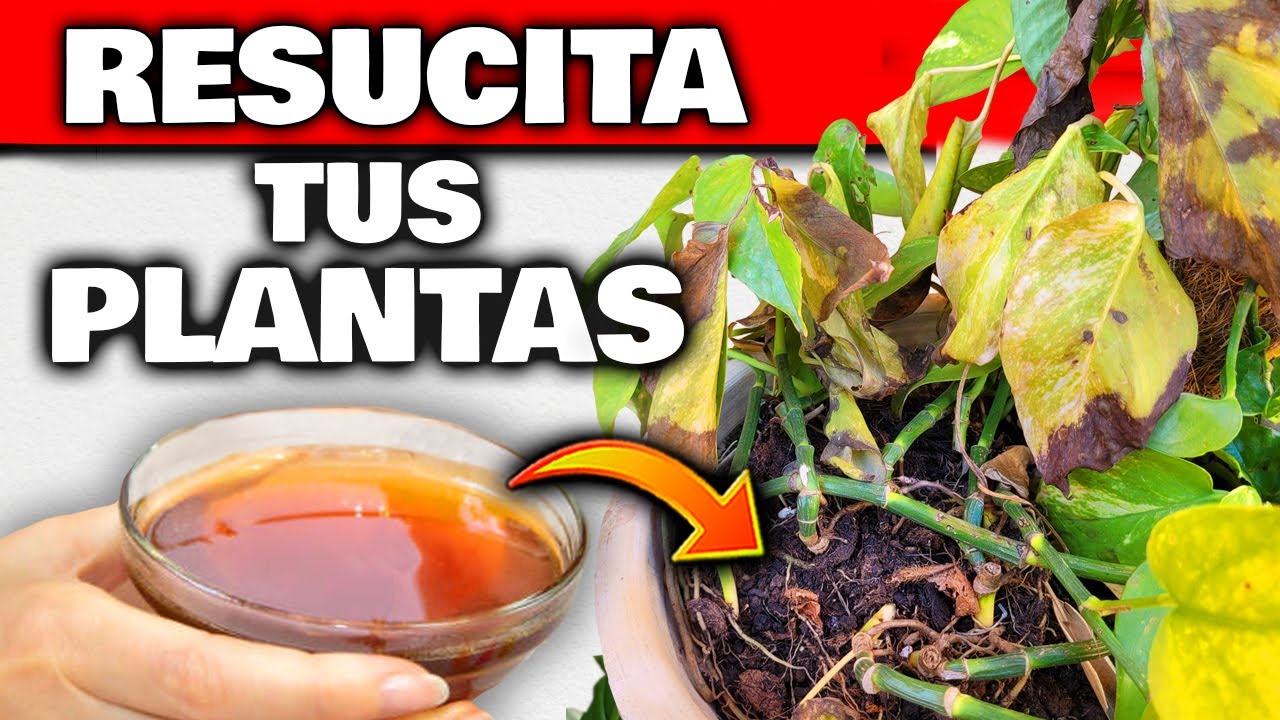 Tus PLANTAS NO MORIRÁN ni ENFERMARÁN si APLICAS ESTO!! Fertilizante y Abono Casero para Jardín