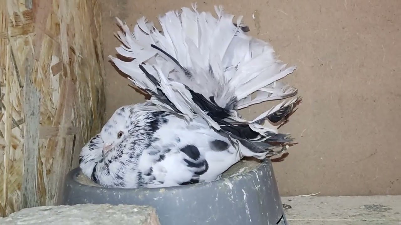 Avem primii puișori la voltați linie nouă!😁🐥🕊️