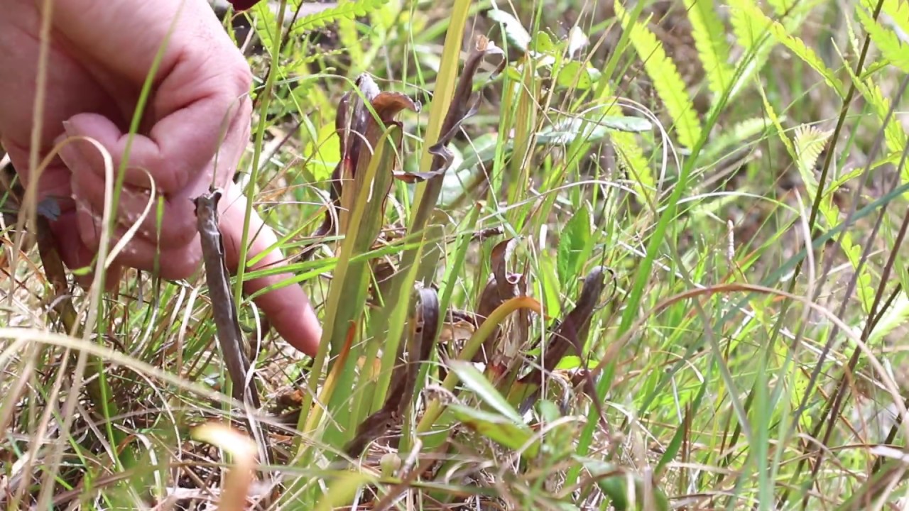 Sarracenia rubra