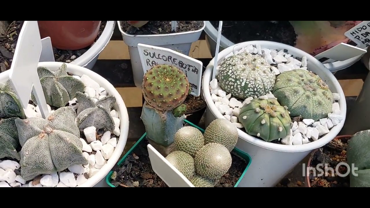 OS CACTOS FLORESCEM MAIS  QUANDO LEVAM MAIS HORAS DE SOL. CACTOS COM SOL E COM POUCAS HORAS DE SOL