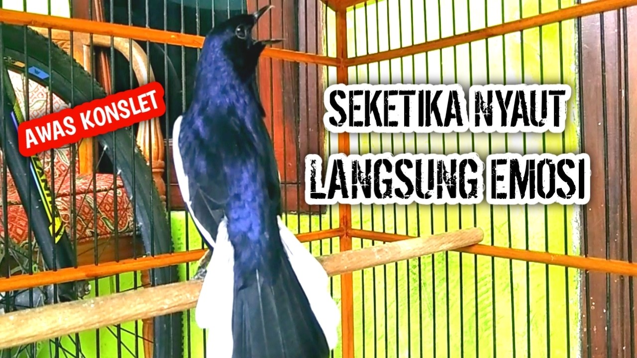 SEKETIKA NYAUT LANGSUNG EMOSI AWAS KONSLET !! PANCINGAN KACER GACOR PASTI NYAUT AMPUH.
