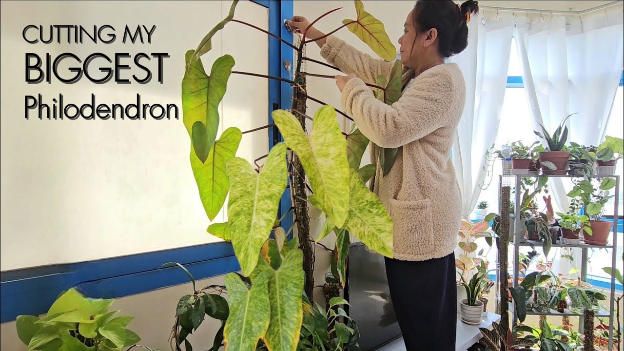 Cutting my Biggest Philodendron | How to Propagate Philodendron Painted Lady