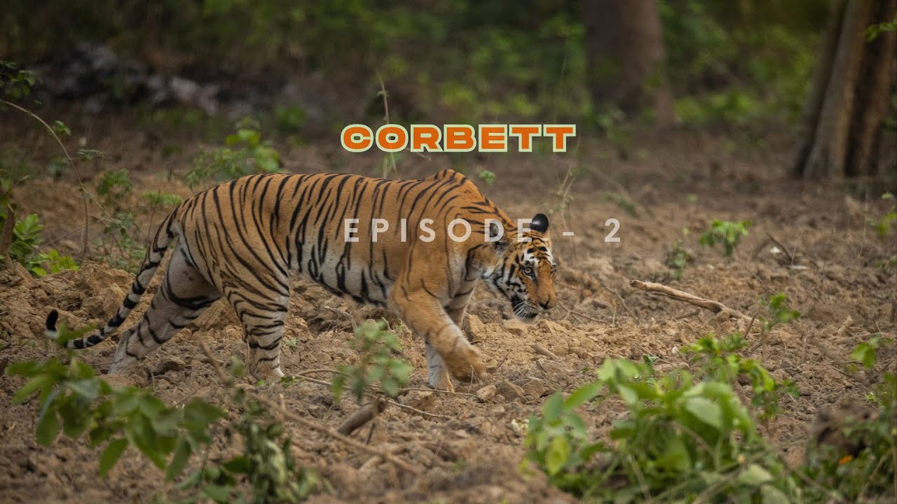 Corbett tiger reserve Part 2