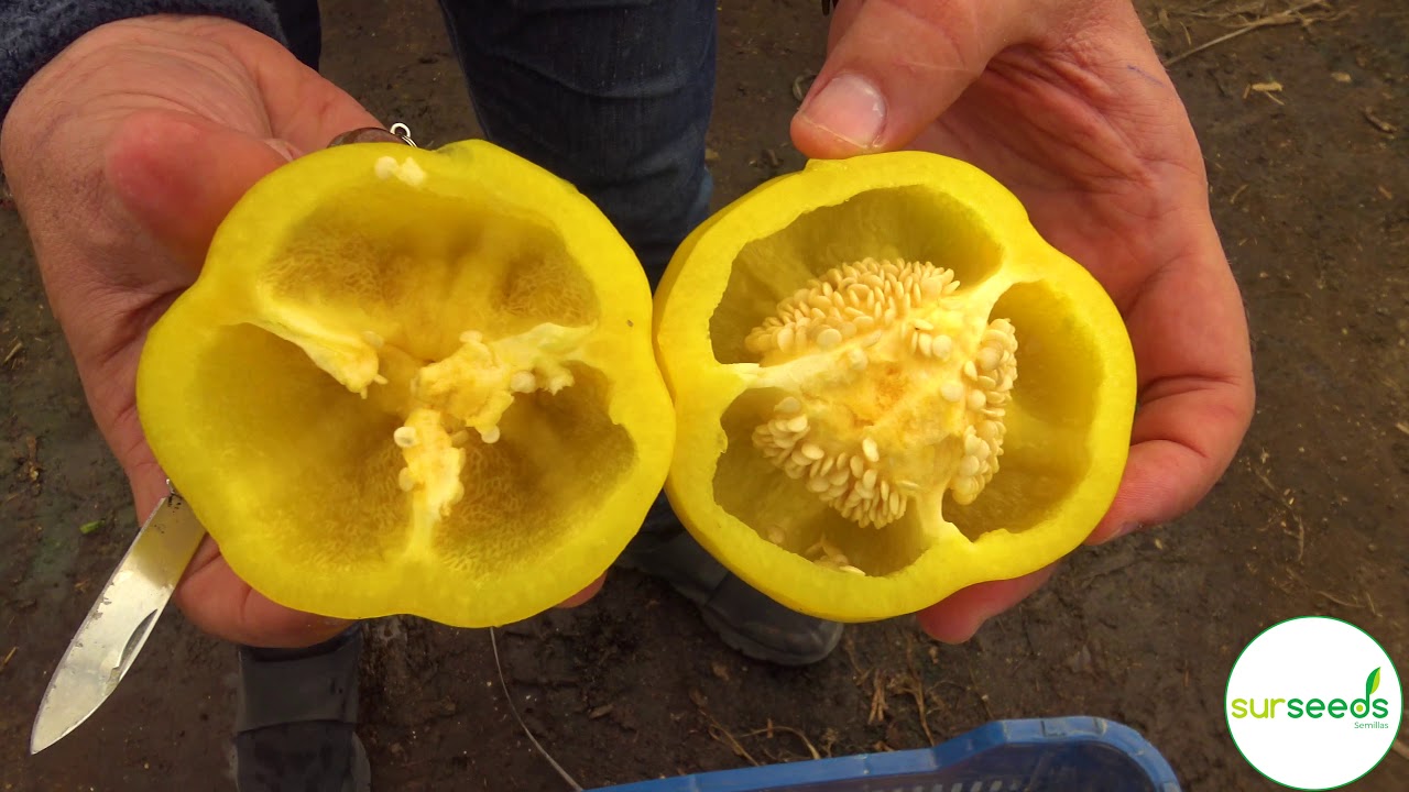 Variedad de Pimiento California Oro de Sur Seeds.