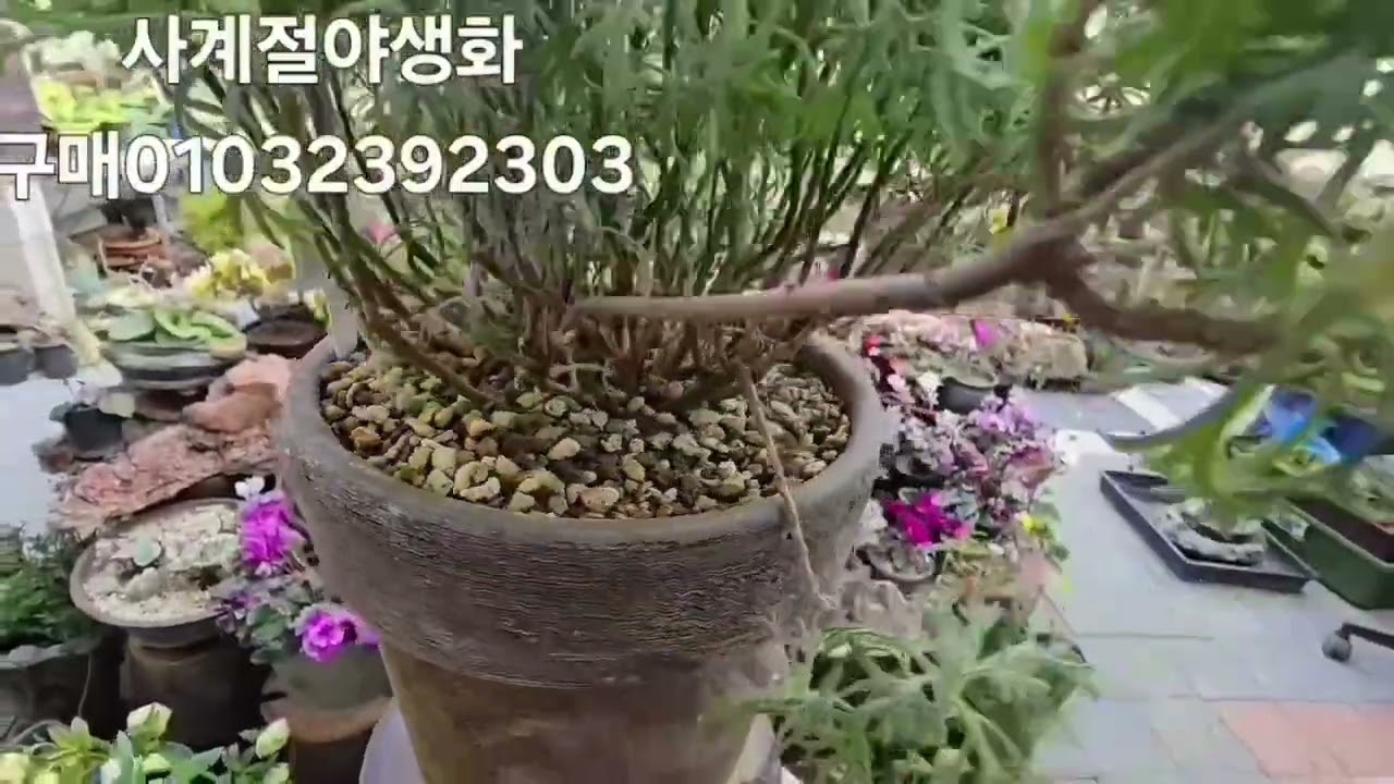 사계절야생화 구매01032392303#.왕단사묵은주.짜보돌담풍.팔중피기해당화.자운영.코라조쯔쯔지.은배바람꽃.시누티아붓꽃.춘절국화묵은주.영국앵초.삼색앵초.시누티아붓꽃.히말라야앵초.