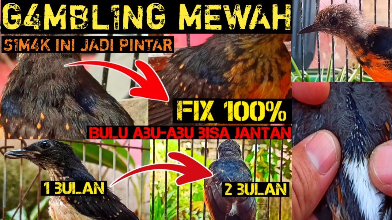 AWALNYA DI H1NA DAN DI REMEHKAN‼️DI TAWAR 1 JT DISEBUT TROTOL GAMBLING‼️SEKARANG KOK DITAWAR 10 JT‼️