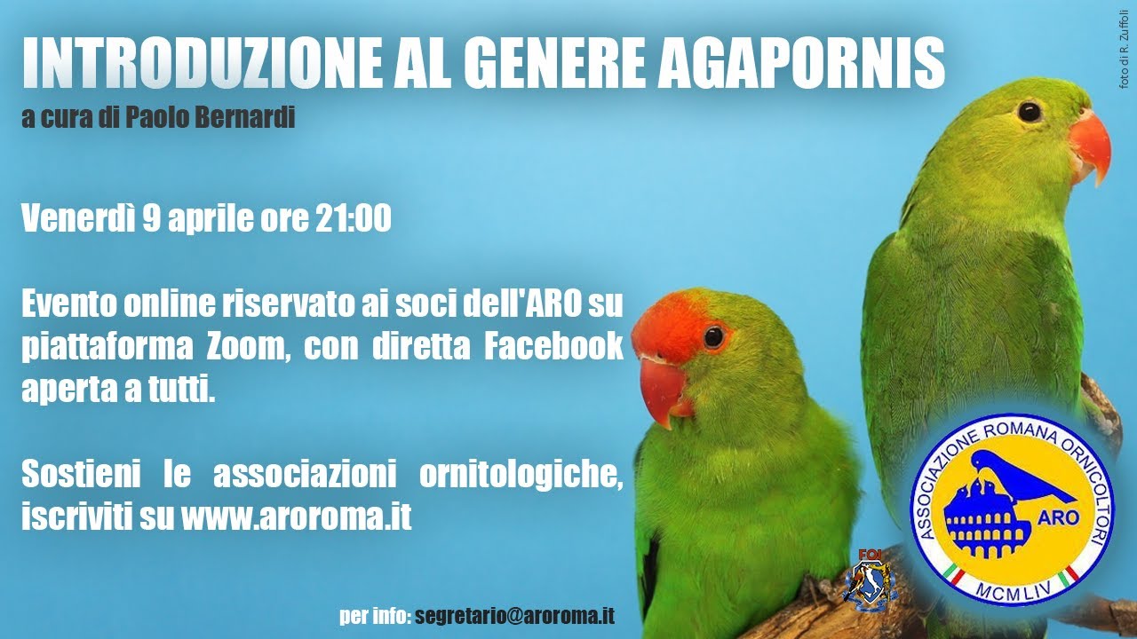 Introduzione al genere Agapornis, di Paolo Bernardi