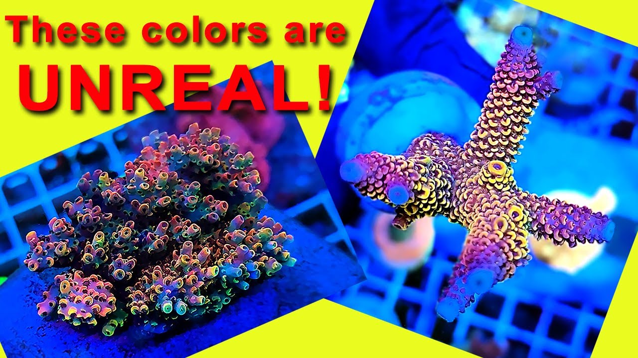SPS Coral Shopping for the Most INSANE Colors Ever!