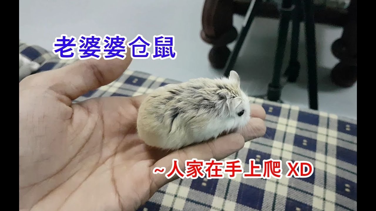撸老婆婆仓鼠，经过漫长训练后终于上手了 XD