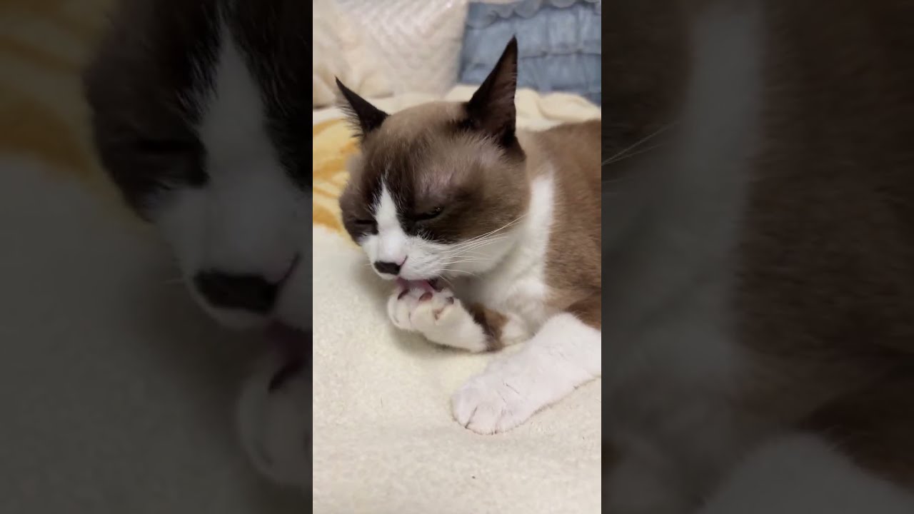 今日はこのコ