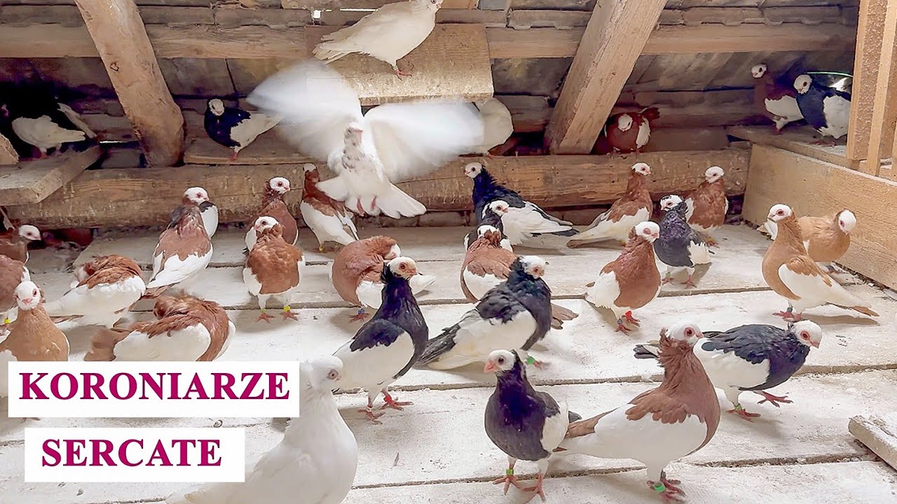 Koroniarze sercate - październik 2025 