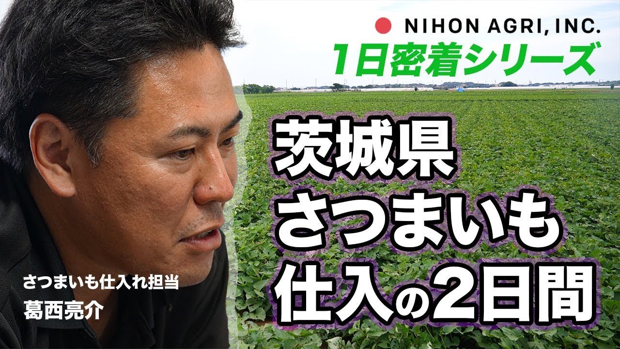【1日密着シリーズ】茨城県のさつまいも仕入れ担当者に密着！