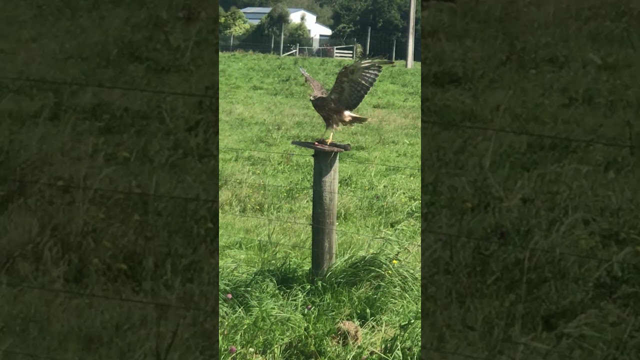 Watch this til the end. Beautiful hawk collecting chicken hearts ❤️