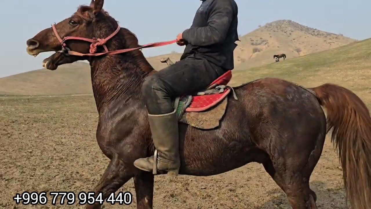 Бүгүн 17 февраль 2026 Айылдын Аты сатуга чыкты #атбазар #жылкыбазар #продажалошадей #рек #рек 